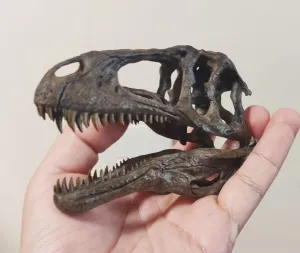 1:10 Scale Acrocanthosaurus Skull Head Figure Skeleton Model Allosauroidea Animal Collector GK Dinosaur Decor Gift for Adult