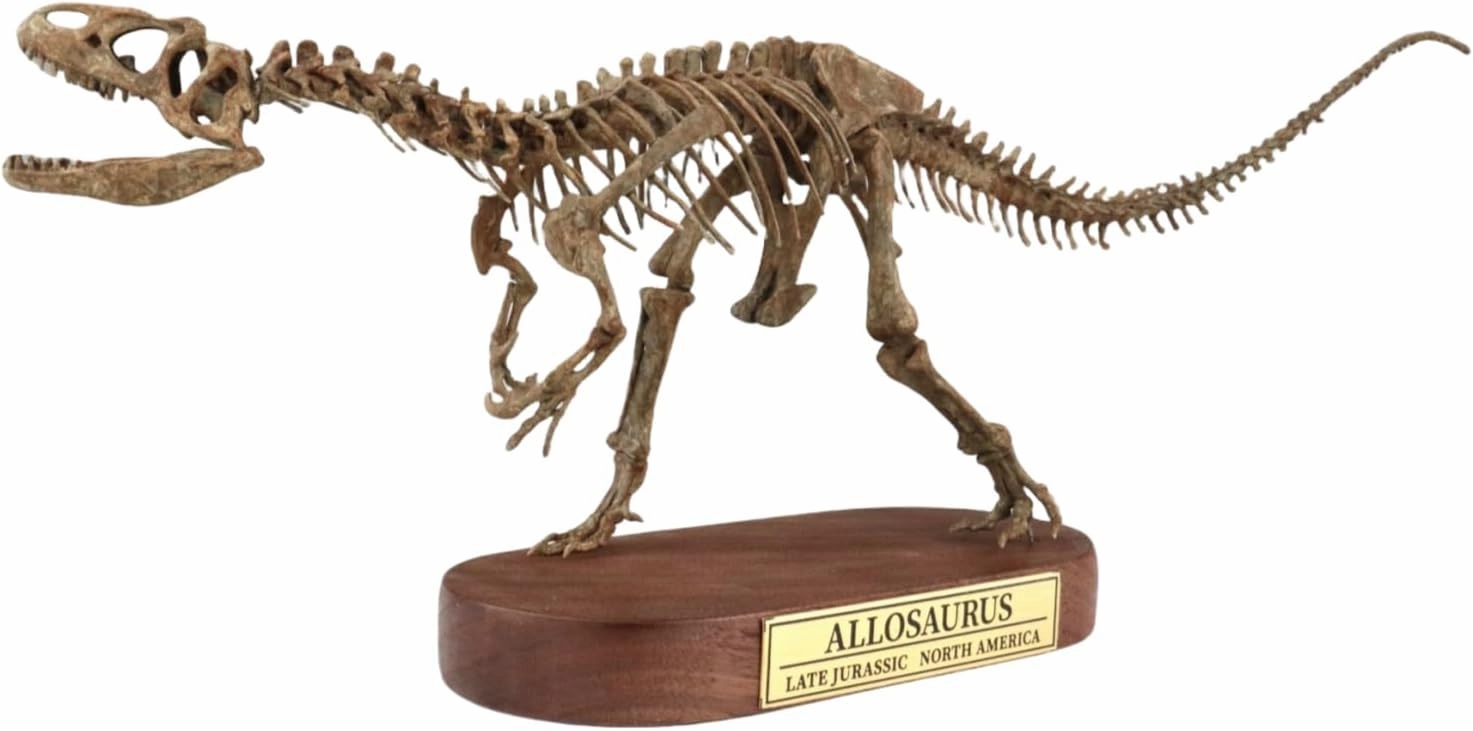 Allosaurus Skeleton Model 3D Printed Dinosaur Decor