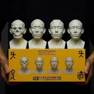 Generic 4 Pack Head Model for Drawing Reference, Artists Manikin, Skull Muscle Plane Heads Set, Color White, 13.2cm