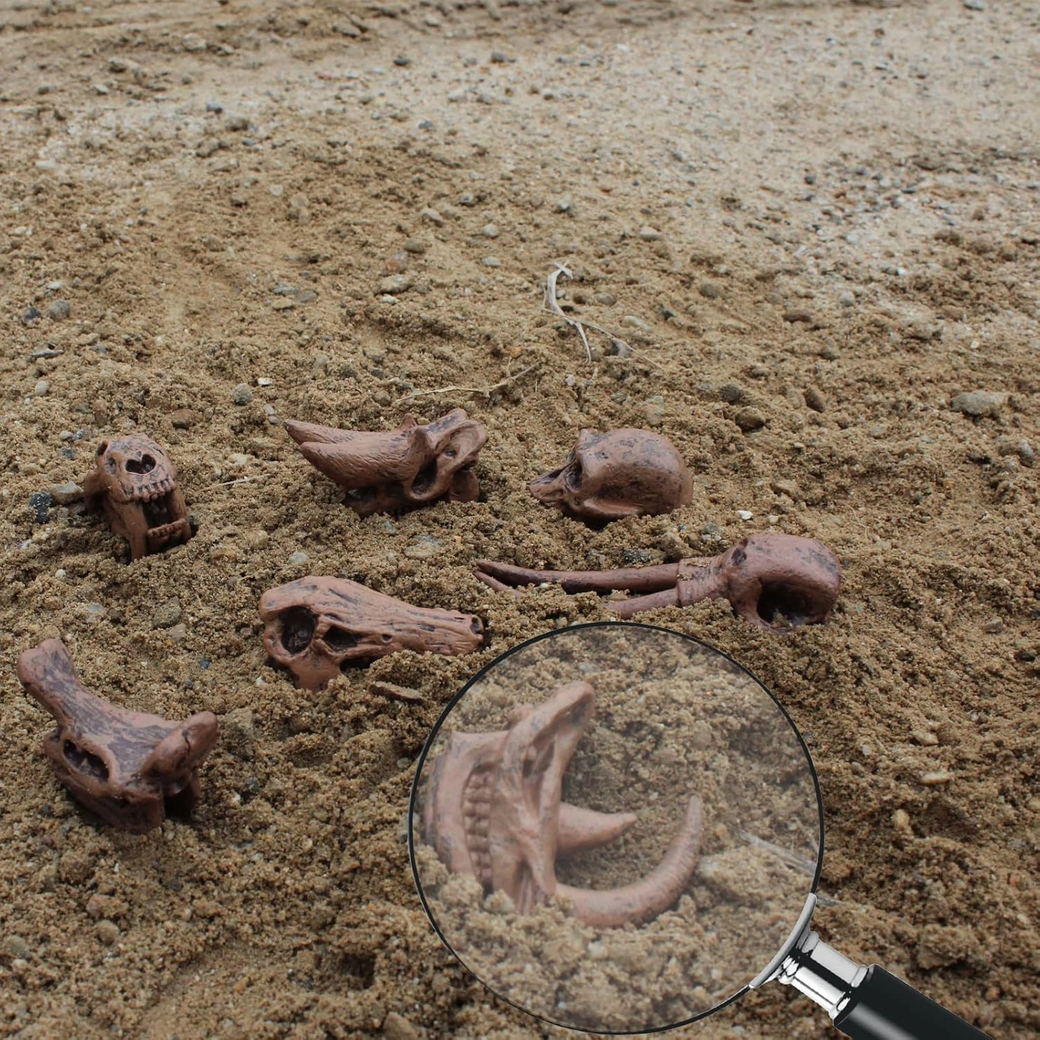 LC JoyCre Realistic Mini Mammal Skull Set Prehistoric Animals for Sandbox Toys Fake Dinosaur Bones for Kids Toys Dinosaur Bones for Kids to Dig Up