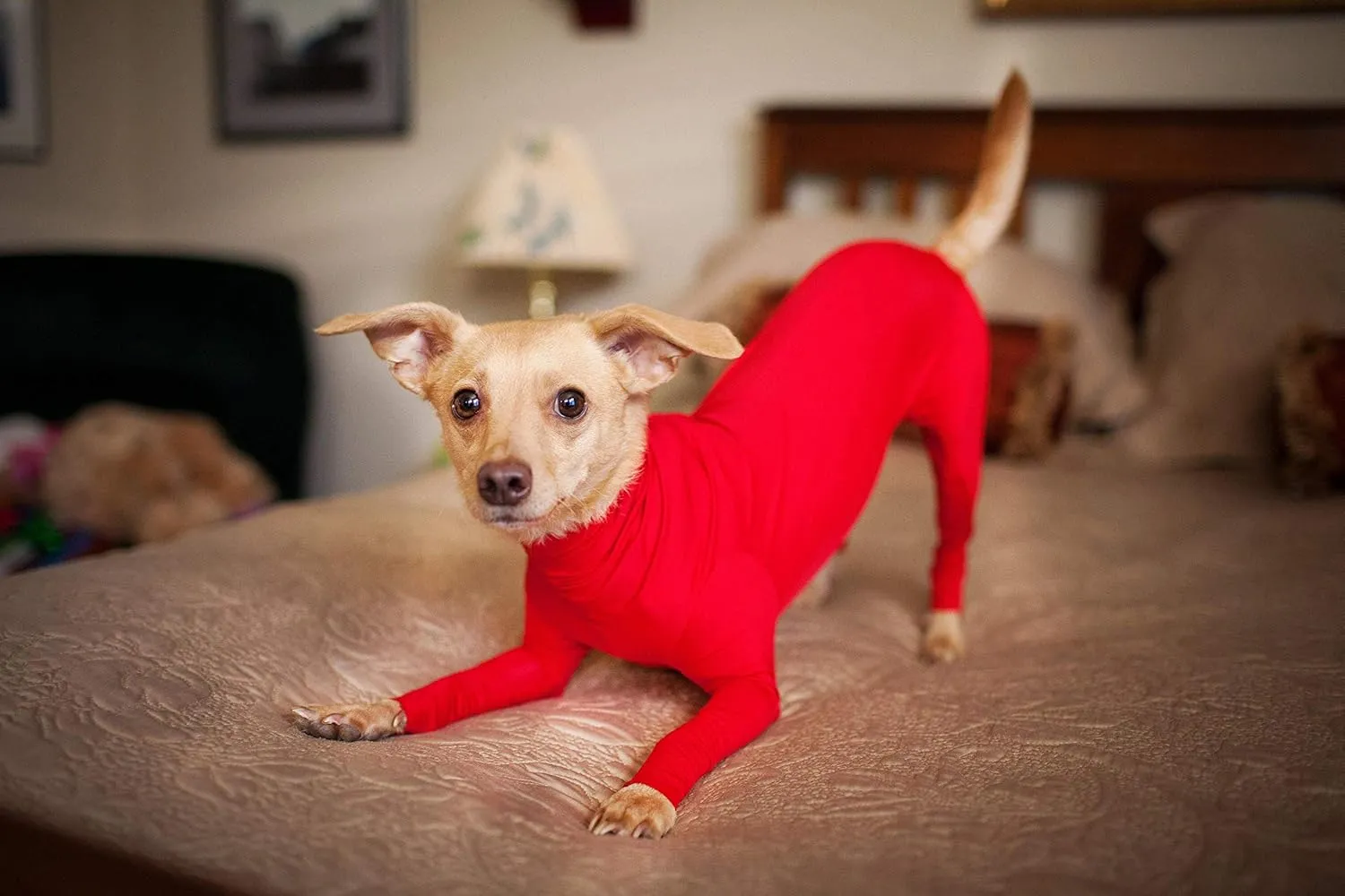 Shed Defender Original Dog Onesie - Seen On Shark Tank, Contains Shedding of Dog Hair for Home, Car, Travel, Anxiety Calming Shirt, Surgery Recovery Body Jumpsuit, E Collar Alternative (Red, XS)