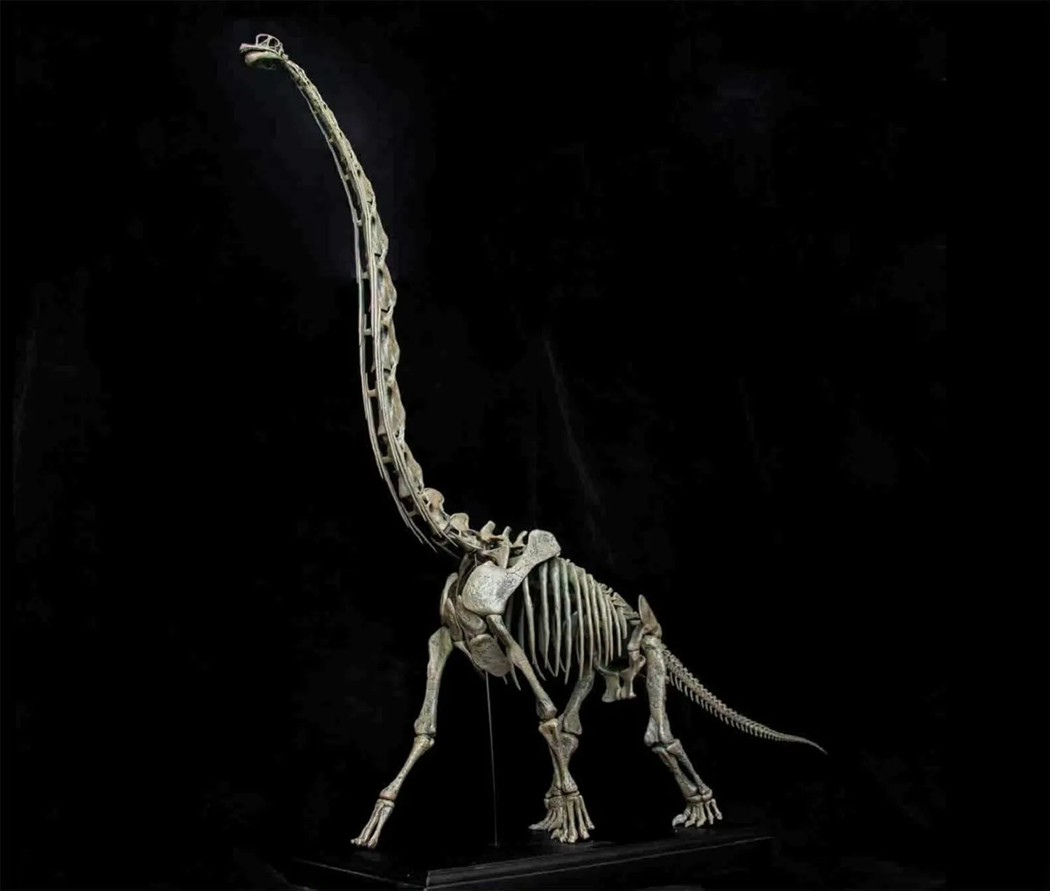VWUVWU 1: 35 Scale Brachiosaurus Model Dinosaur Figure Decor Gk Collector Gift