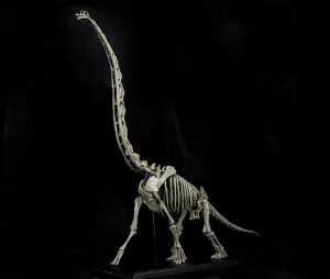 VWUVWU 1: 35 Scale Brachiosaurus Model Dinosaur Figure Decor Gk Collector Gift
