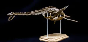 VWUVWU 1:10 Scale Muraenosaurus Skeleton Model Plesiosaur Figure Resin Dinosaur Animal Collector GK Decor Gift for Adult