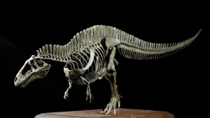 VWUVWU 1:20 Scale Acrocanthosaurus Skeleton Figure Allosauroidea Resin Animal Model Dinosaur Collector GK Decor Gift for Adult