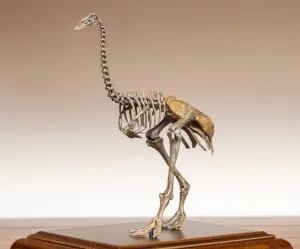 VWUVWU 1:20 Scale Aepyornis Figure Aepyornithidae Skeleton Collector Resin Animal Model GK Dinosaur Decor Gift for Adult (1/20)