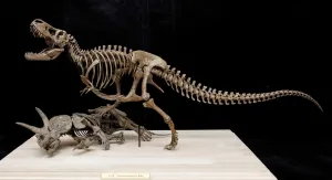 VWUVWU 1:20 Scale Tyrannosaurus Rex VS Triceratops Scene Figure Skeleton Collector Resin Animal Model GK Dinosaur Decor Gift for Adult (1/20)
