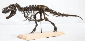 VWUVWU 1:35 Scale Tyrannosaurus Rex Trix Figure Tyrannosauridae Skeleton Collector Resin Animal Model GK Dinosaur Decor Gift for Adult (1/35)
