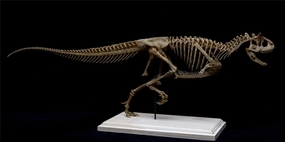VWUVWU 110 Carnotaurus Skeleton Model Abelisauridae Dinosaur GK Animal Figure Realistic Resin Model Toys Collector Decor Gift for Adult