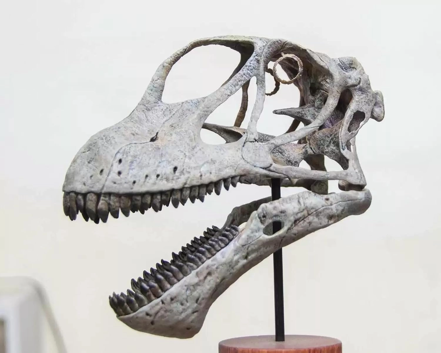 VWUVWU 1:1 Scale Mamenchisaurus youngi Skull Figure Realistic Dinosaur Skeleton Animal GK Decor Resin Model Gift for Adult