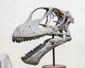 VWUVWU 1:1 Scale Mamenchisaurus youngi Skull Figure Realistic Dinosaur Skeleton Animal GK Decor Resin Model Gift for Adult