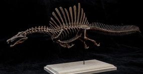 VWUVWU 1:20 Scale Spinosaurus Skeleton Model Spinosauridae Figure Resin Dinosaur Animal Collector GK Decor Gift for Adult