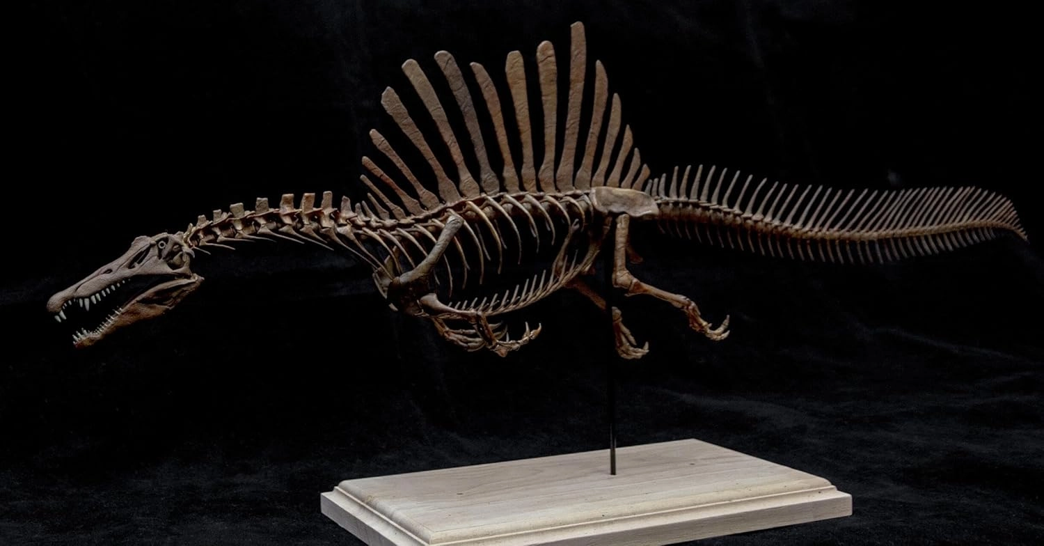 VWUVWU 1:20 Scale Spinosaurus Skeleton Model Spinosauridae Figure Resin Dinosaur Animal Collector GK Decor Gift for Adult