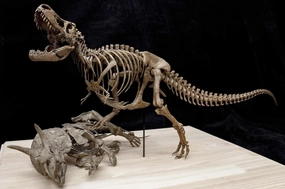 VWUVWU 1:20 Scale Tyrannosaurus VS Triceratops Skeleton Figure Skeleton Collector Herbivores Dinosaur Resin Animal Model GK Decor Gift for Adult