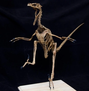 VWUVWU 1:2 Scale Velociraptor Figure Skeleton Collector Raptor Dinosaur Resin Animal Model GK Decor Gift for Adult