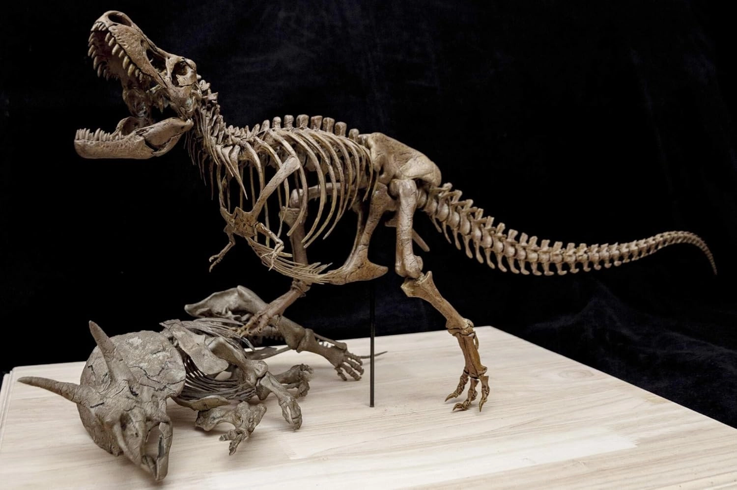 VWUVWU 1:35 Scale Tyrannosaurus Rex VS Triceratops Scene Figure Skeleton Collector Resin Animal Model GK Dinosaur Decor Gift for Adult (1/35)