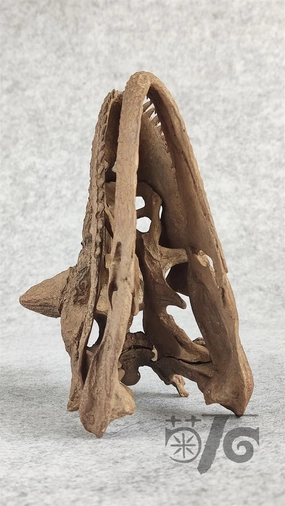 VWUVWU 1:4 Scale Carnotaurus Skull Model Abelisauridae Resin Carnivorous Dinosaurs Figure Skeleton Collector GK Decor Gift for Adult