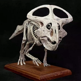VWUVWU 1:4 Scale Protoceratops Figure Ceratopsidae Dinosaur Skeleton Resin Animal Model Collector GK Decor Gift for Adult