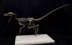 VWUVWU 1:4 Scale Velociraptor Skeleton Model Raptor Figure Resin Dinosaur Animal Collector GK Decor Gift for Adult