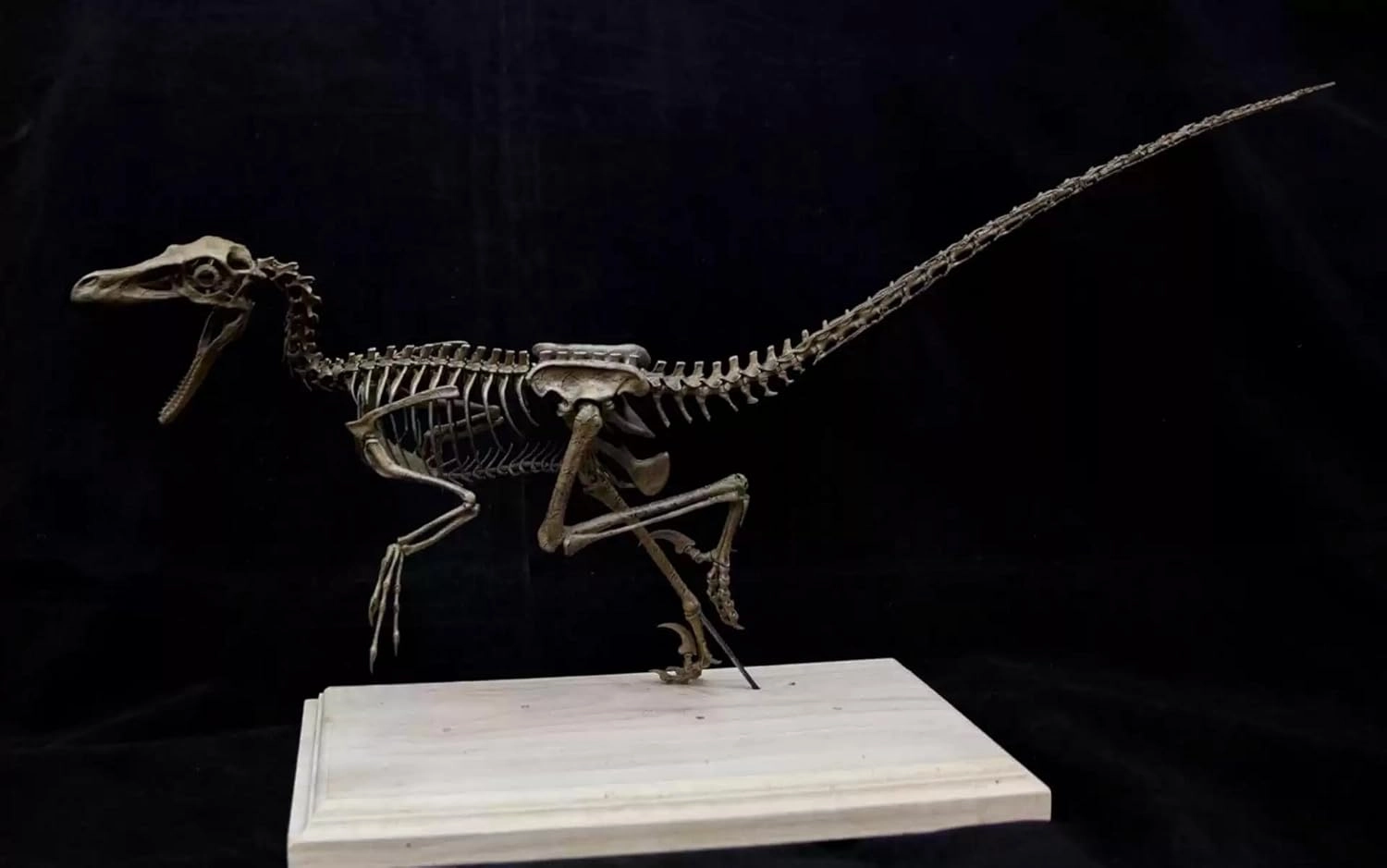 VWUVWU 1:4 Scale Velociraptor Skeleton Model Raptor Figure Resin Dinosaur Animal Collector GK Decor Gift for Adult
